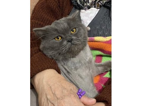 Oyun sever dost canlısı british shorthair için yuva arıyoruz