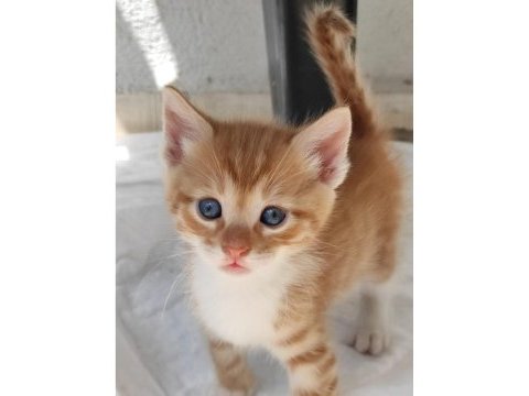 Beş yavru kedim