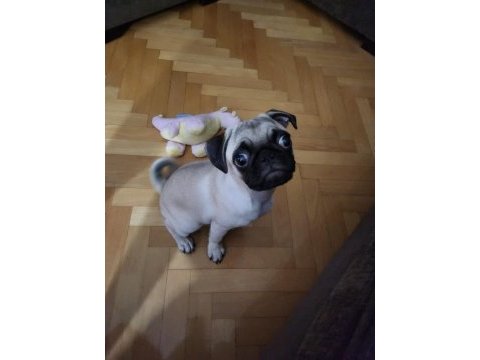 Eğitimli ve akıllı pug