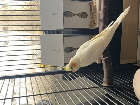 Albino lutino sultan papağanı