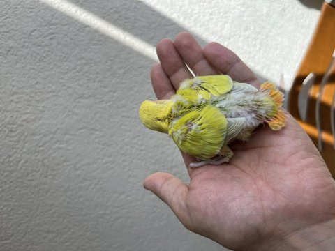 Sevda papağanı 30 günlük yeme düştü düşecek