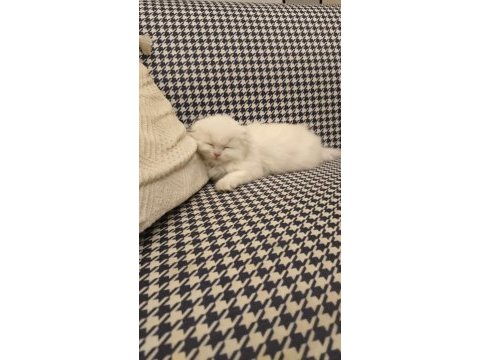 Scottish fold longhair dişi mavi gözlü