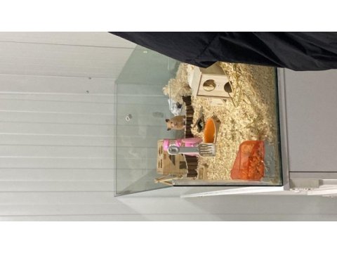Hamster ve eşyaları