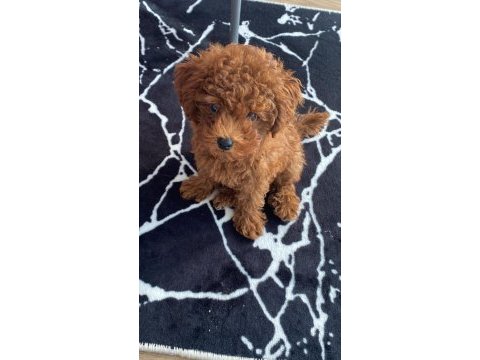 Sahibinden toy poodle