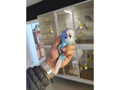 Show jumbo muhabbet kuşu yavrular 50 günlük