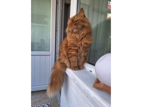 Erkek iran kedimiz müslüm