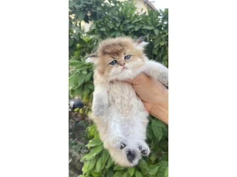 British longhair prenses henüz 40 günlük tosuncuk