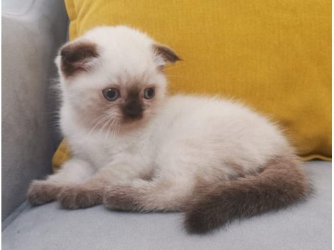 Scottish fold blue poınt