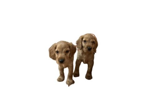 Amerikan cocker köpekler