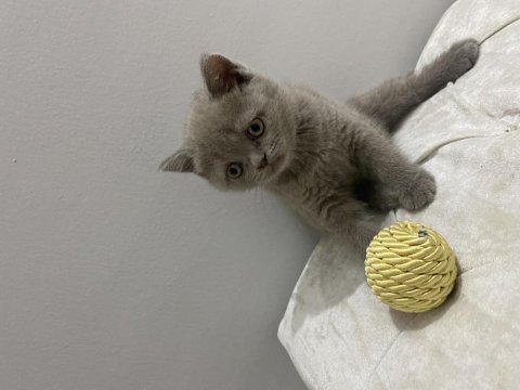 Orjinal british shorthair