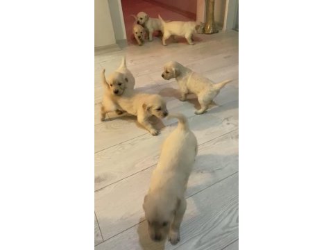 Irk sağlık garantili golden retriever bebeklerimiz