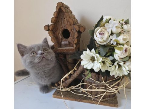 Munchkın cüce kedimiz
