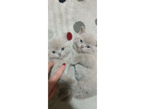 British shorthair lilac cinsi