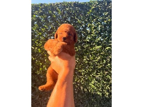 Dişi red brown toy poodle
