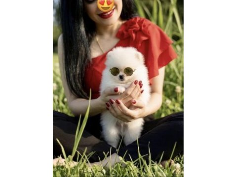 Pomeranian boo mikro erkek üst kalite yavrumuz