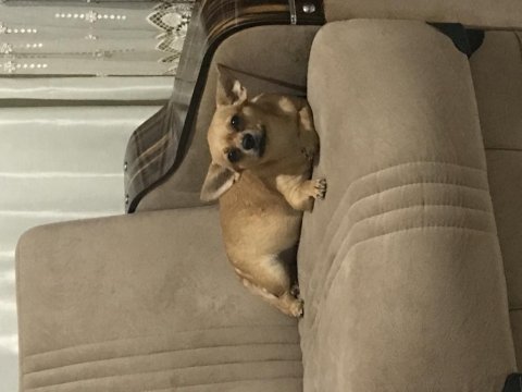 Yavru chihuahua
