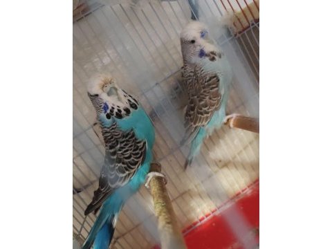 1 çift jumbo muhabbet kuşu