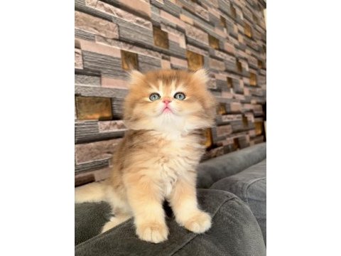 Golden ny12 erkek bebek british longhair
