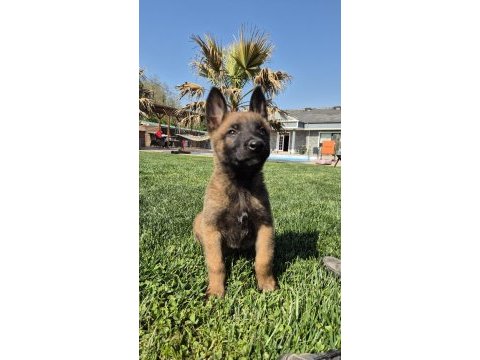 Efsane belçika malinois yavruları istanbul 