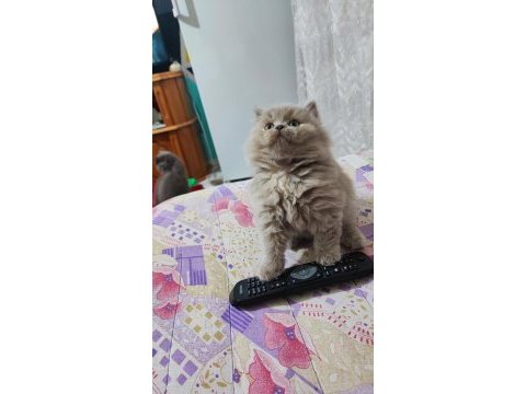 Prensesim ilansa british longhair