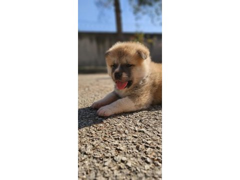 Japon akita inu 2 buçuk aylık yavrularımız mevcuttur