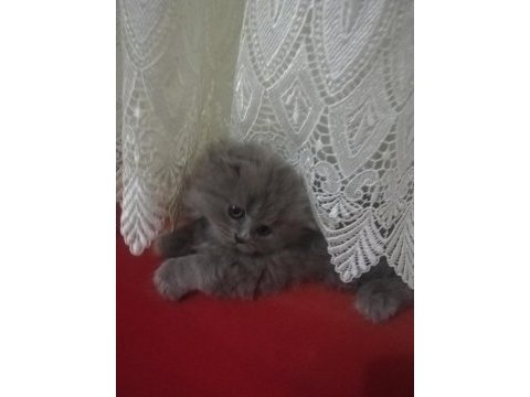 British longhair yavrularım hazırlar
