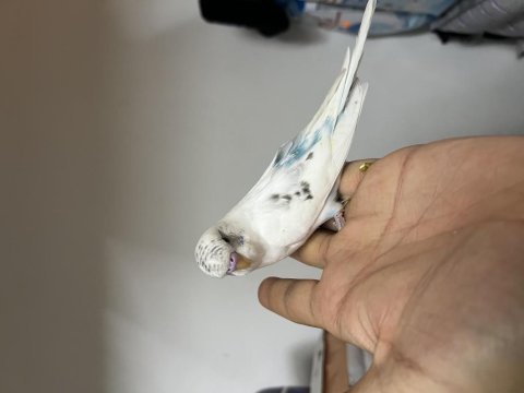 Ele alıskın yeni yeme düşmüş özel ırklar