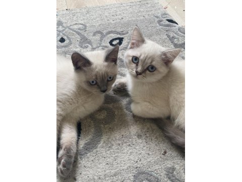 British shorthair 3 aylık