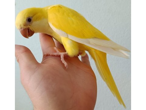 İri boy yeme düşmek üzere sarı monk papağanı bebek