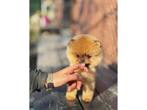 Orange renk pomeranian boo