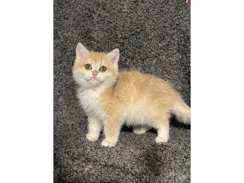 Anne baba şecereli golden ny12 british shorthair erkek
