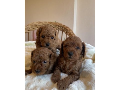Kore kan mini boy toy poodle yavrularımız