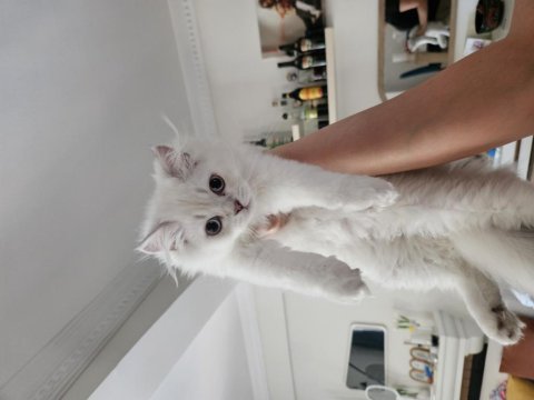4 aylık british longhair short leg bebekler