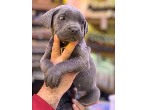 Blue cane corso bebekler yeni yuvalarını bekliyorlar