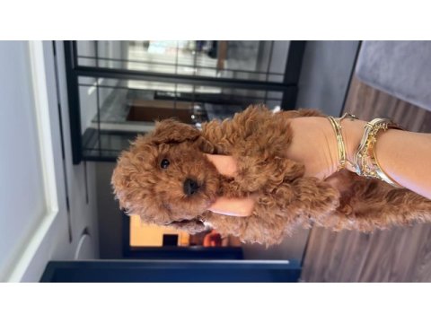 2 aylık toy poodle red erkek yavrular