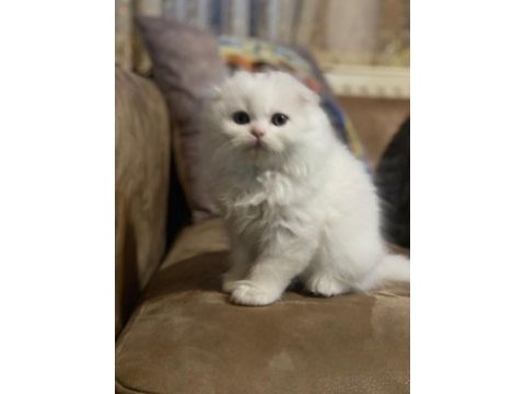 Ultra kalite orijinal scottish fold bebeklerimiz