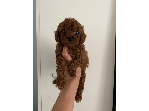 Orijinal toy poodle yavrularim ev üretimi