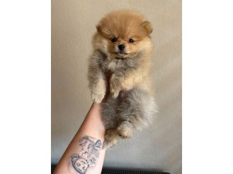 Pomeranian boo yavrularımız