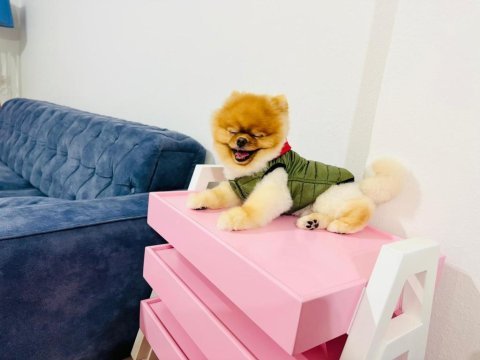 Üst kalite pomeranian