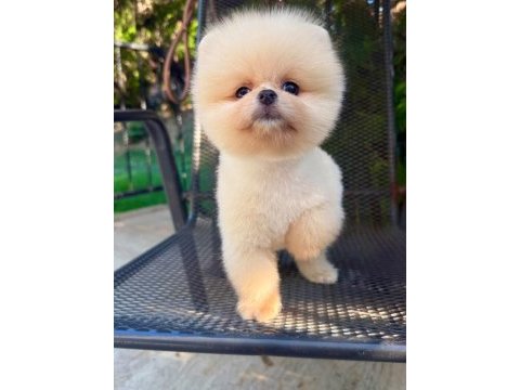 Orjinal pomeranian boo