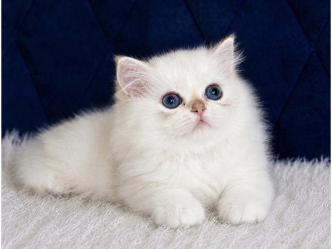 British longhair golden point ny1233