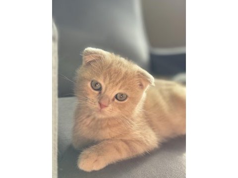 Erkek scottish fold