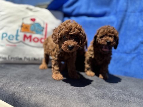 Petmode köpek çiftliğinde ziyarete açık kore toy poodle