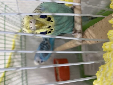 Çift muhabbet kuşumuz