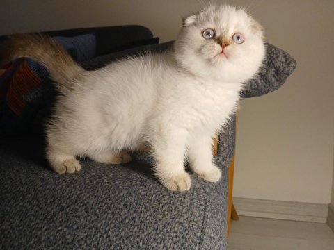 Safkan koca kafa maviş gözlü yavru scottish fold
