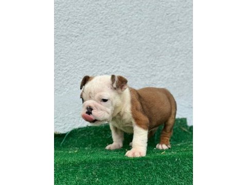 Safkan erkek ve dişi yavru köpekler