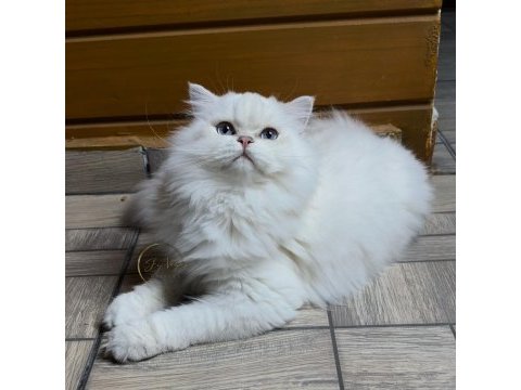 Muhteşem yakışıklı british longhair paşamız