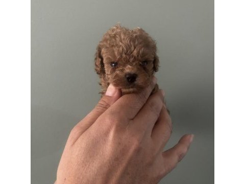 Toy poodle ırk garantili dişi erkek