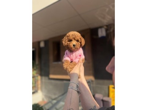 Toy poodle köpeklerimiz