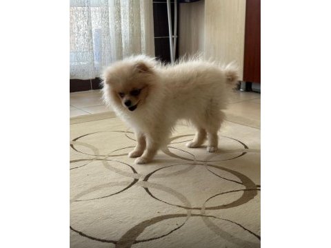 2 kız 1 erkek pomeranian portekiz lizbon berlin